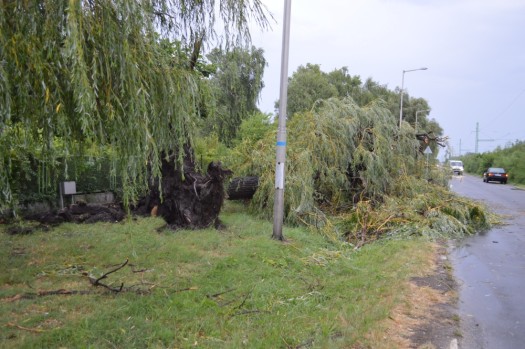 Gyökerestől tépte ki a fát a vihar a Chernel István utcában Agárdon (Alsó út)